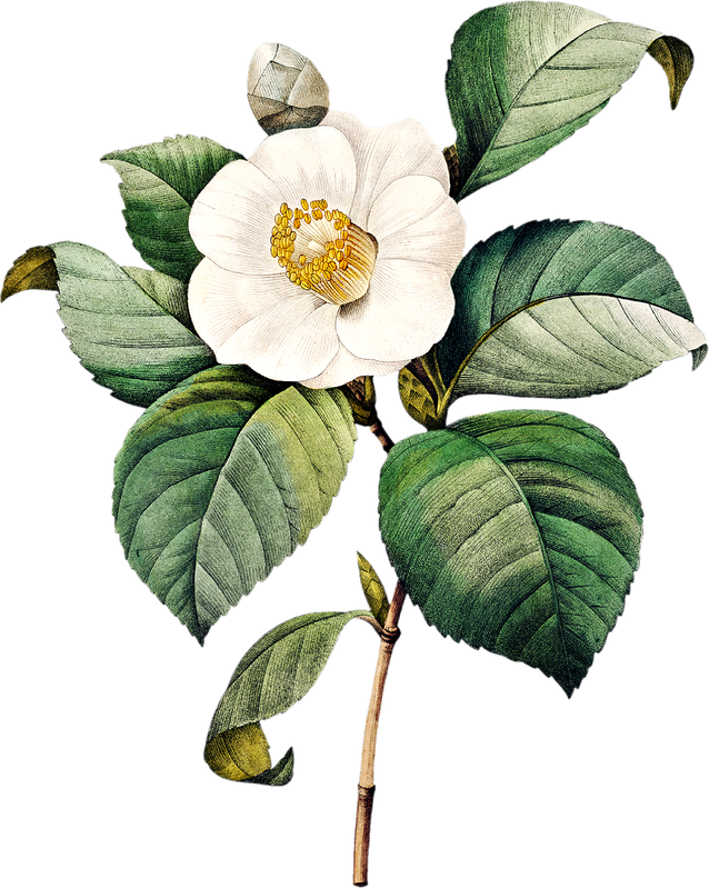 Illustration of a Camelia Flower Illustration